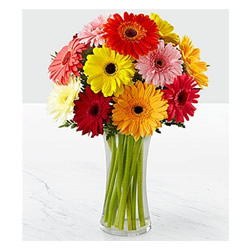 Gerberas in a Vase