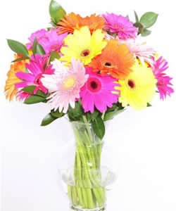 Bunch of Assorted Gerberas in a Glass Vase