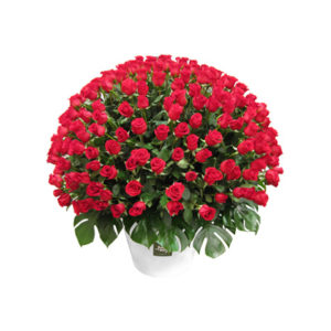 Spectacular Rose Arrangement
