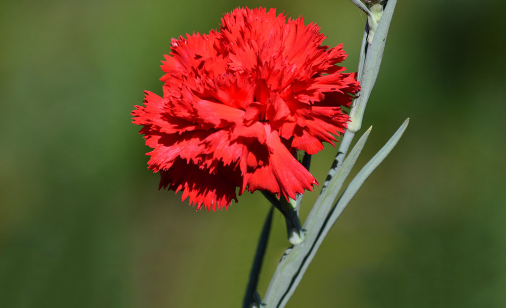 The Meaning of Flowers – Carnation