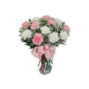 Pretty Carnations