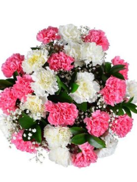 Sweet Carnations