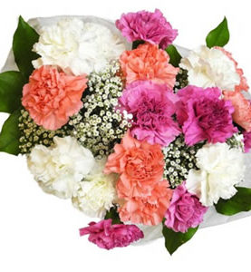 Assorted Carnations