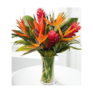 Birds of Paradise