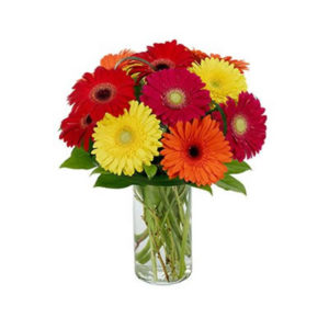 Gerberas Galore