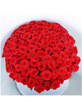 100 Premium Roses