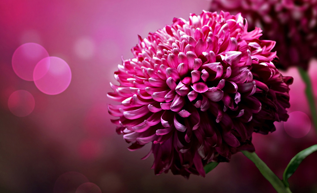 How To Send Flowers Online To A Grieving Friend