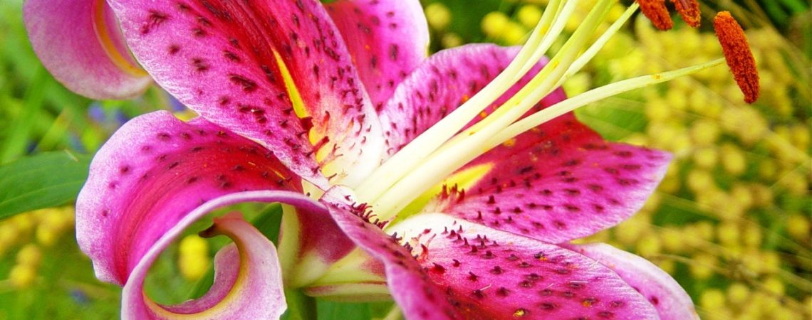 STARGAZER LILY