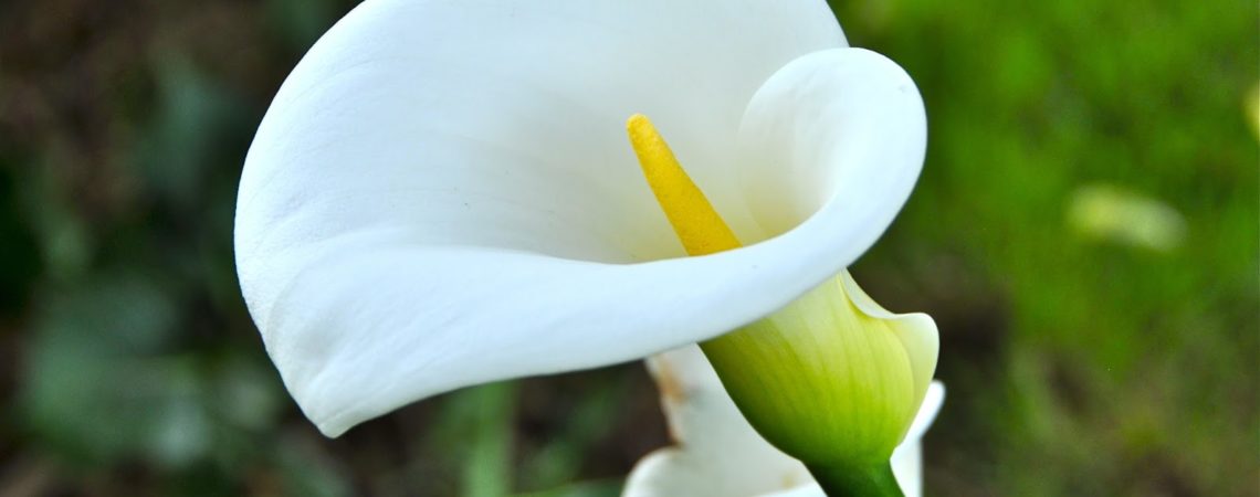 CALLA LILY