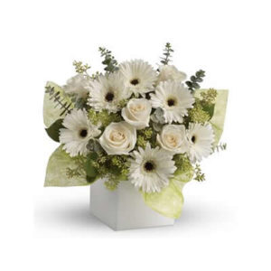 Softest Whisper Box