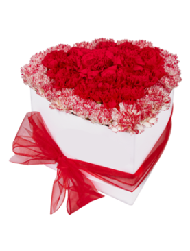 Multi colored Carnations Box