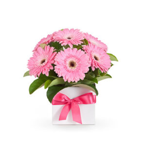 Gerberas For You