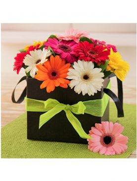 Mini Gerberas in a Vase